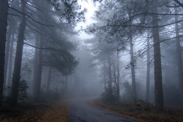 Fototapeta na wymiar Road in the mist 