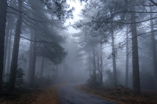 Road in the mist 