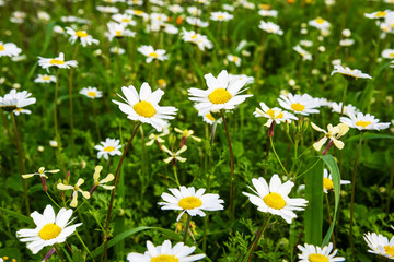 Beautiful Scenery Of Daisy Flower Meadow In Spring Season. Green Grass Background Or Texture