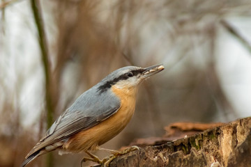Nuthatch bird wildlife nature passerine