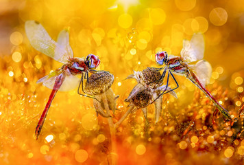 Naklejka premium Macro shots, Beautiful nature scene dragonflies