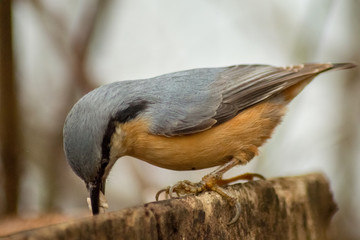 Nuthatch bird wildlife nature passerine