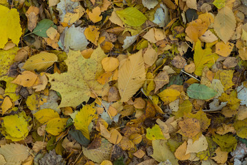 Graphic resources abstract textured walkway background in autumn foliage park