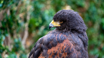 Black and brown Hawk observing surroundings