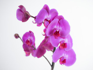Obraz na płótnie Canvas Blooming twig of purple orchid isolated on white background. Closeup.