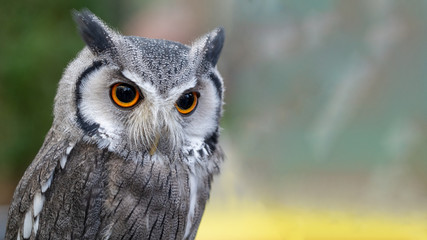 Northern White Faced Owl or mustache owl