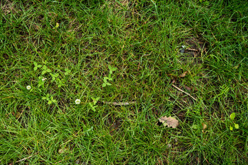 The texture of the green lawn. Background image of green fresh grass