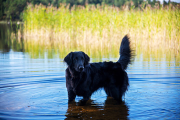 Flat Coated Retriever Swimming In Swedish Lake With Blue Water. Beautiful Sunny Nature Scenery