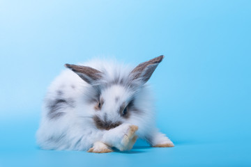 The adorable rabbit is licking on legs on light blue background.