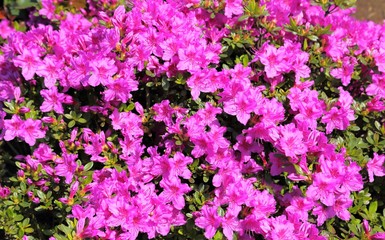 Pink azalea.