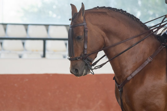 Retrato de la cabeza de un joven caballo hispano árabe castaño en Doma Vaquera