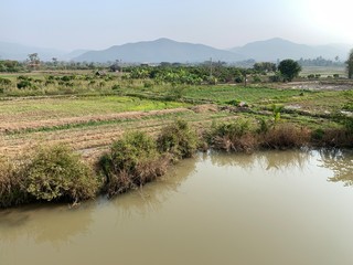 Fototapeta na wymiar landscape view of rice field and river
