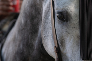 Ojo de un caballo español en Doma Vaquera