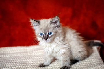 Cat playing on a black background
