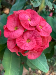 crown of thorns flowers blooming at the stem covered with throns