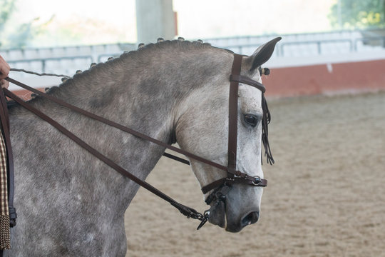 Retrato de un caballo hispano árabe joven compitiendo en España en Doma Vaquera