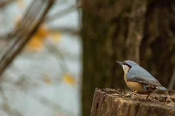 Eurasian nuthatch bird wildlife passerine