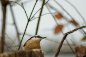 Eurasian nuthatch bird wildlife passerine