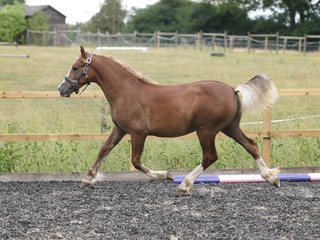 Young Colt
