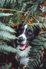 Happy Border Collie in the forest