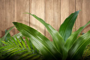 Tropical green leaves