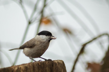 Poencile palustris in wildlife birds