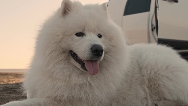 A pretty white big fluffy dog samoyed is lying with sticking out tongue in the nature outdoors