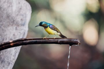 Bird (Brown-throated sunbird) in nature wild