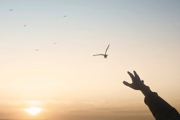 human hand seeks contact with nature and the freedom of a bird flying in the sky