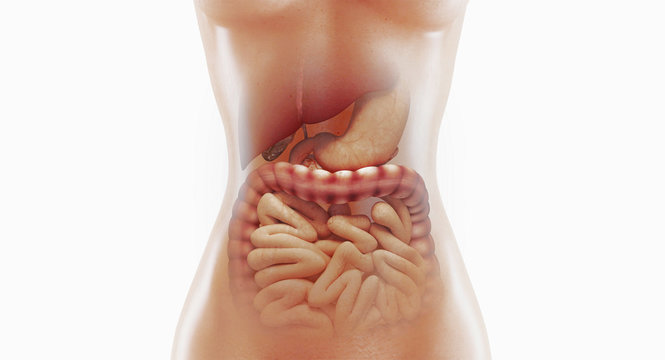 Human digestive system anatomy, 3D rendering illustration