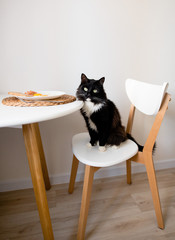  a cat sits at a table in the kitchen