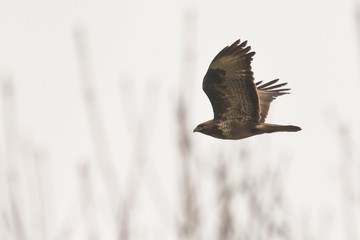 Poiana (Buteo buteo) in volo con sfondo cielo chiaro