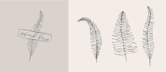 Sword fern leaf logo and branch. Hand drawn wedding herb, plant and monogram with elegant leaves for invitation save the date card design. Botanical rustic trendy greenery vector illustration © merfin