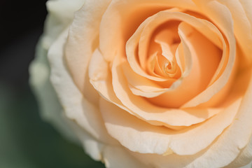 A Chose up orange rose 