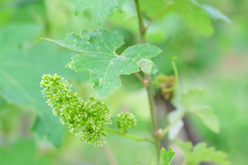 Vine blossom in vineyard in early spring