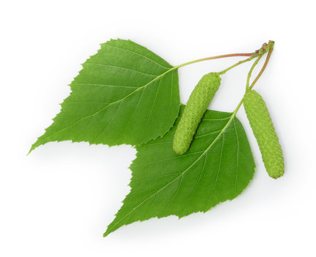 Birch Leaves Isolated White Background