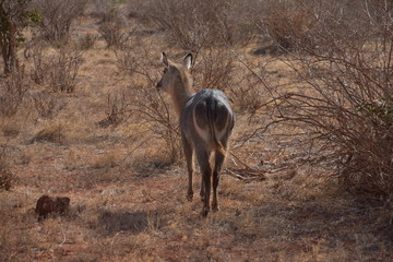 Gazelle Kenya