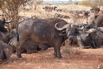 Obraz premium Buffalo with bird in face