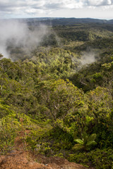 Fototapeta na wymiar Rain Forest Kauai Hawaii