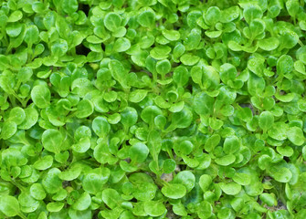 Small youngplants, cuttings from petunia out of a Dutch greenhouse horticulture