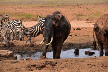 Fototapeta na wymiar Waterhole Kenya