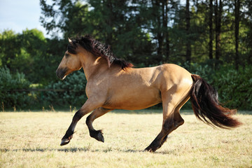 Naklejka na ściany i meble Paso fino horse stallion walking in summer evening ranch