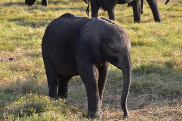 Fototapeta premium Baby-Elefant