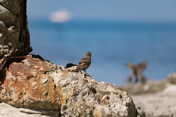 A flock of passerine birds swimming in salt water, on the black sea, on small and large stony...