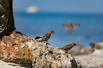 A flock of passerine birds swimming in salt water, on the black sea, on small and large stony pebbles. Frolicking feathered individuals on the coast.