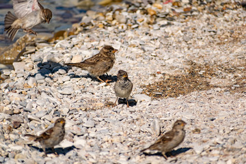 A flock of passerine birds swimming in salt water, on the black sea, on small and large stony...