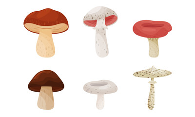 Different Forest Mushrooms Isolated on White Background Vector Set