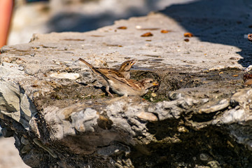 A flock of passerine birds swimming in salt water, on the black sea, on small and large stony pebbles. Frolicking feathered individuals on the coast.