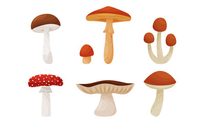 Different Forest Mushrooms Isolated on White Background Vector Set