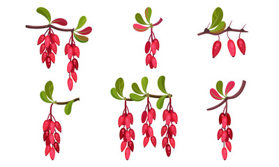 Barberry Bunches Hanging from Green Twigs Vector Set.